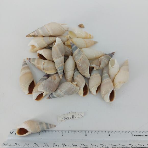 Craft DIY Sea Turris Shells Polinices Mamilya Grey Ballia - Picture 6 of 11